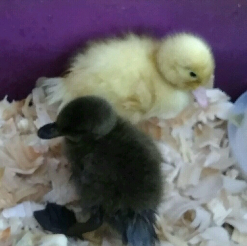 Meet your Posher, Mariela